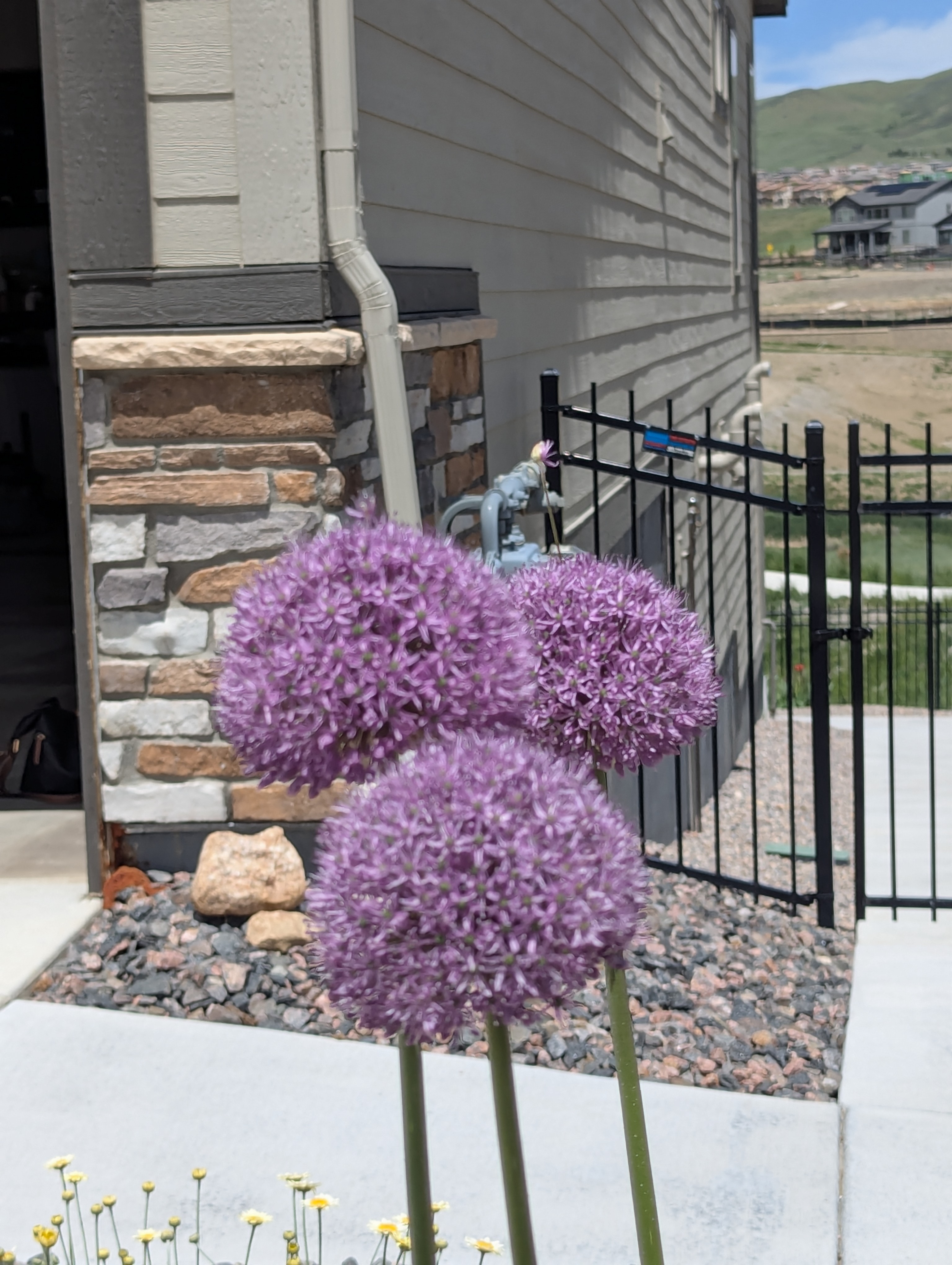 Garden, Flowers, Morrison, Colorado
